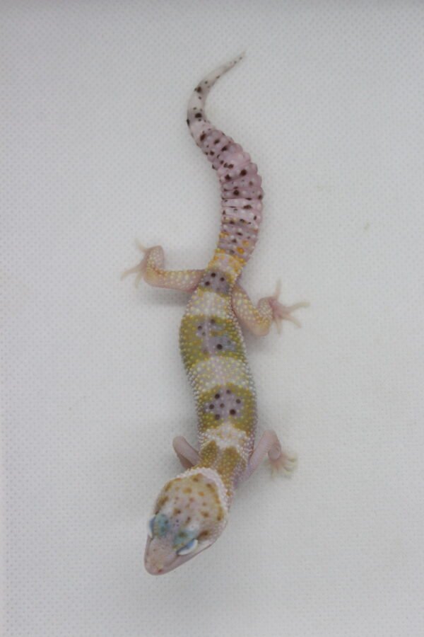 Leopard Gecko (Eublepharis macularius) – Macho – Id 900263003574254 - Image 2