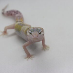 Leopard Gecko (Eublepharis macularius) – Macho – Id 900263003574254