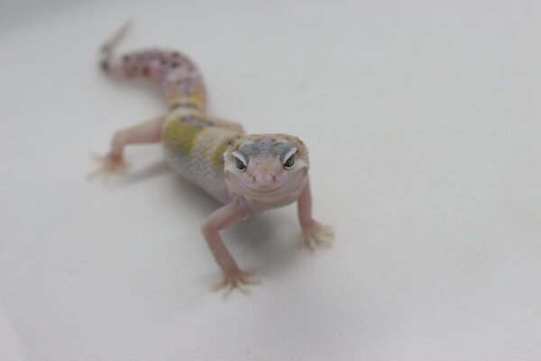 Leopard Gecko (Eublepharis macularius) – Macho – Id 900263003574254