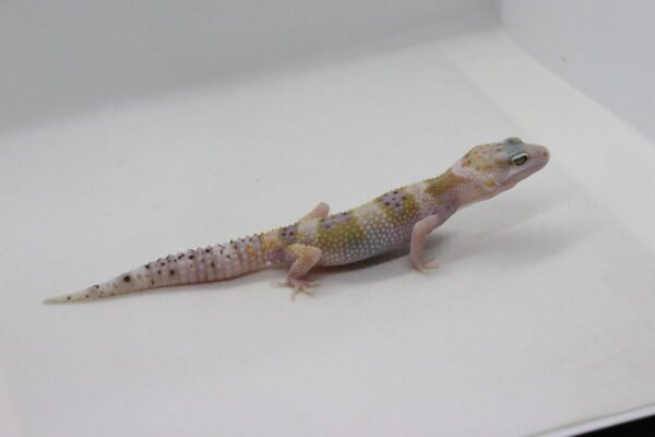 Leopard Gecko (Eublepharis macularius) – Macho – Id 900263003574254 - Image 3