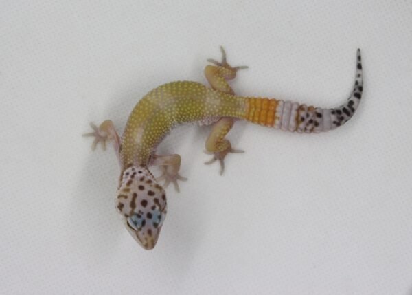 Leopard Gecko (Eublepharis macularius) – Macho – Id 900263003574257 - Image 3