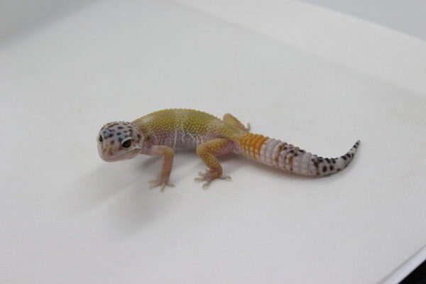 Leopard Gecko (Eublepharis macularius) – Macho – Id 900263003574257 - Image 2