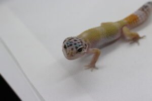 Leopard Gecko (Eublepharis macularius) – Macho – Id 900263003574257