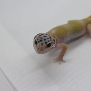 Leopard Gecko (Eublepharis macularius) – Macho – Id 900263003574257