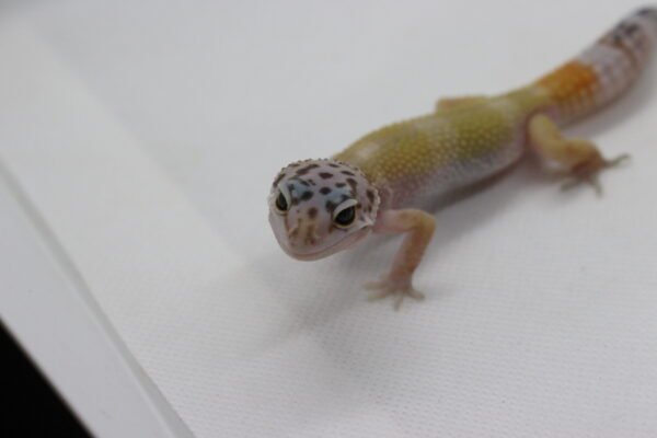 Leopard Gecko (Eublepharis macularius) – Macho – Id 900263003574257