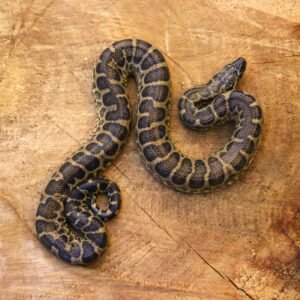 Sucuri Amarela (Eunectes notaeus) – Macho – Id 900263004243004