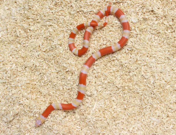 Milksnake (Lampropeltis triangulum) – Macho – Id 900263004243029  Padrão Albino - Image 3