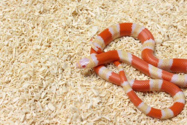 Milksnake (Lampropeltis triangulum) – Macho – Id 900263004243029  Padrão Albino - Image 2
