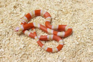 Milksnake (Lampropeltis triangulum) – Macho – Id 900263004243029  Padrão Albino