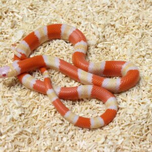 Milksnake (Lampropeltis triangulum) – Macho – Id 900263004243029  Padrão Albino