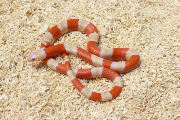 Milksnake (Lampropeltis triangulum) – Macho – Id 900263004243029  Padrão Albino