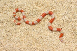 Milksnake (Lampropeltis triangulum) – Fêmea – Id 900263004243030  Padrão Albino
