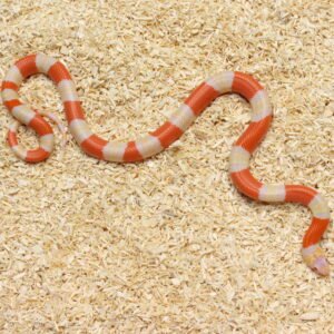 Milksnake (Lampropeltis triangulum) – Fêmea – Id 900263004243030  Padrão Albino