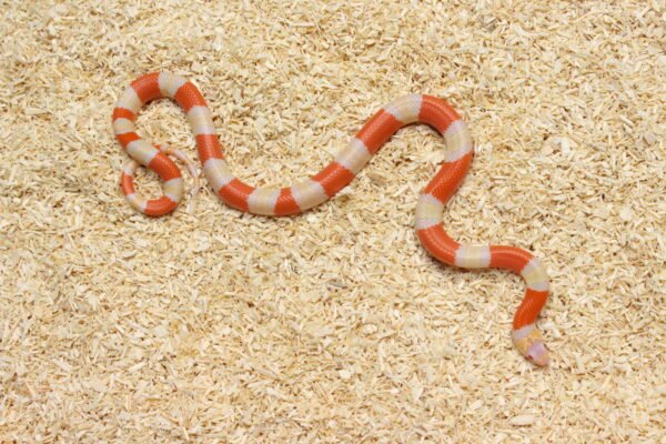 Milksnake (Lampropeltis triangulum) – Fêmea – Id 900263004243030  Padrão Albino