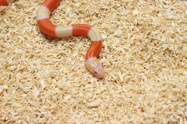 Milksnake (Lampropeltis triangulum) – Fêmea – Id 900263004243030  Padrão Albino - Image 2