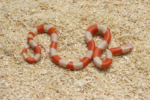 Milksnake (Lampropeltis triangulum) – Fêmea – Id 900263004243030  Padrão Albino - Image 3