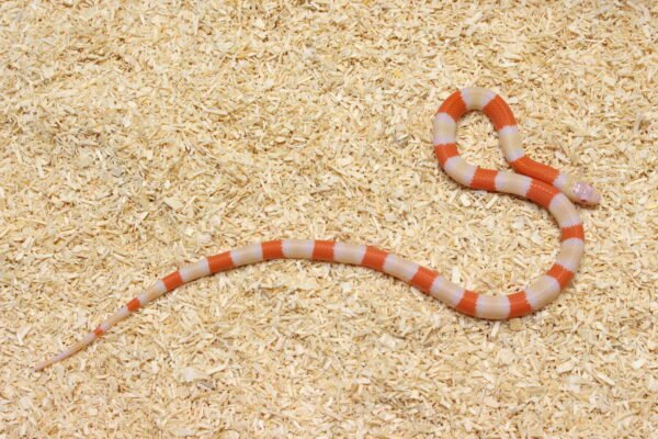 Milksnake (Lampropeltis triangulum) – Macho – Id 900263004243031  Padrão Albino - Image 2