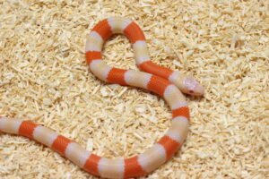 Milksnake (Lampropeltis triangulum) – Macho – Id 900263004243031  Padrão Albino