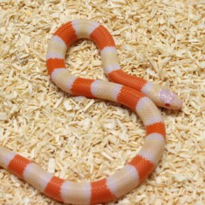 VENDIDO - Milksnake (Lampropeltis triangulum) – Macho – Id 900263004243031  Padrão Albino