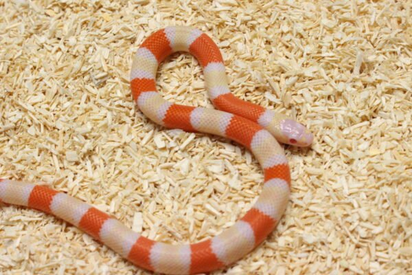 Milksnake (Lampropeltis triangulum) – Macho – Id 900263004243031  Padrão Albino
