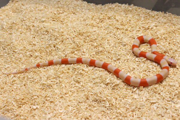 Milksnake (Lampropeltis triangulum) – Macho – Id 900263004243031  Padrão Albino - Image 3
