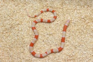 Milksnake (Lampropeltis triangulum) – Macho – Id 900263004243032  Padrão Albino