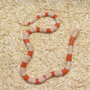 Milksnake (Lampropeltis triangulum) – Macho – Id 900263004243032  Padrão Albino