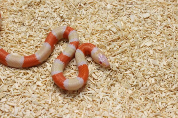 Milksnake (Lampropeltis triangulum) – Macho – Id 900263004243032  Padrão Albino - Image 2