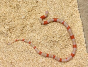 VENDIDO - Milksnake (Lampropeltis triangulum) – Fêmea – Id 900263004243033  Padrão Albino