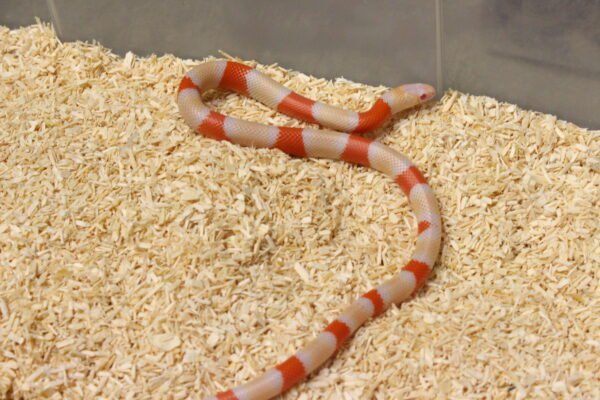 VENDIDO - Milksnake (Lampropeltis triangulum) – Fêmea – Id 900263004243033  Padrão Albino - Image 2