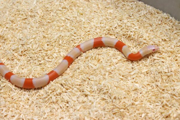 VENDIDO - Milksnake (Lampropeltis triangulum) – Fêmea – Id 900263004243033  Padrão Albino - Image 3