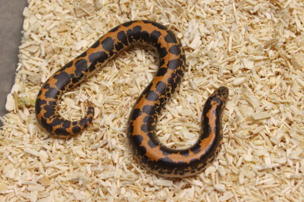 Kenyan Sand Boa (Gongylophis colubrinus) – Fêmea – Id 900263004243040  Padrão Nuclear - Image 3