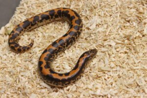 Kenyan Sand Boa (Gongylophis colubrinus) – Fêmea – Id 900263004243040  Padrão Nuclear