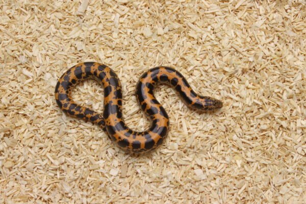 Kenyan Sand Boa (Gongylophis colubrinus) – Macho – Id 900263004243041  Padrão Nuclear - Image 3