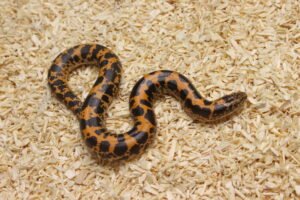 Kenyan Sand Boa (Gongylophis colubrinus) – Macho – Id 900263004243041  Padrão Nuclear
