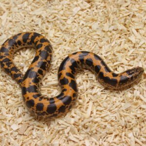 Kenyan Sand Boa (Gongylophis colubrinus) – Macho – Id 900263004243041  Padrão Nuclear