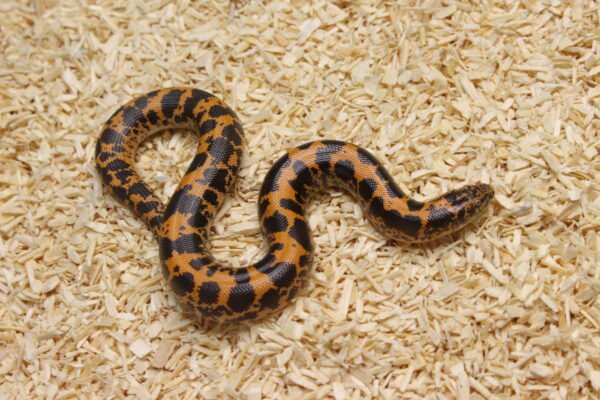 Kenyan Sand Boa (Gongylophis colubrinus) – Macho – Id 900263004243041  Padrão Nuclear