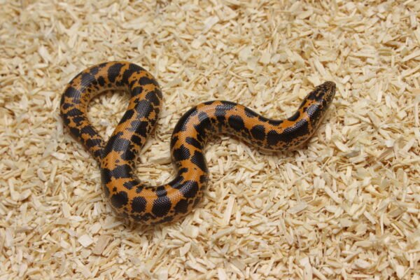 Kenyan Sand Boa (Gongylophis colubrinus) – Macho – Id 900263004243041  Padrão Nuclear - Image 2