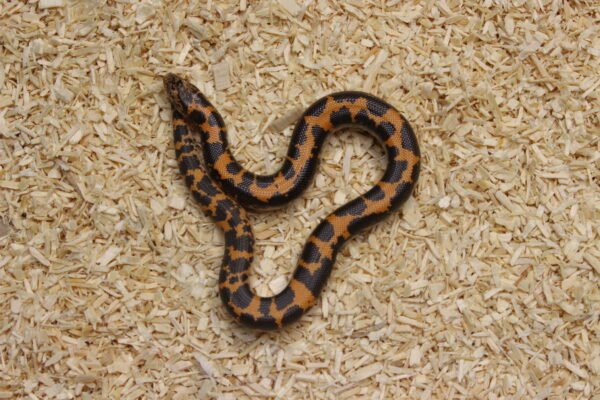 Kenyan Sand Boa (Gongylophis colubrinus) – Macho – Id 900263004243042  Padrão Nuclear - Image 2