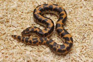 Kenyan Sand Boa (Gongylophis colubrinus) – Macho – Id 900263004243042  Padrão Nuclear