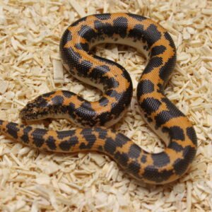 Kenyan Sand Boa (Gongylophis colubrinus) – Macho – Id 900263004243042  Padrão Nuclear