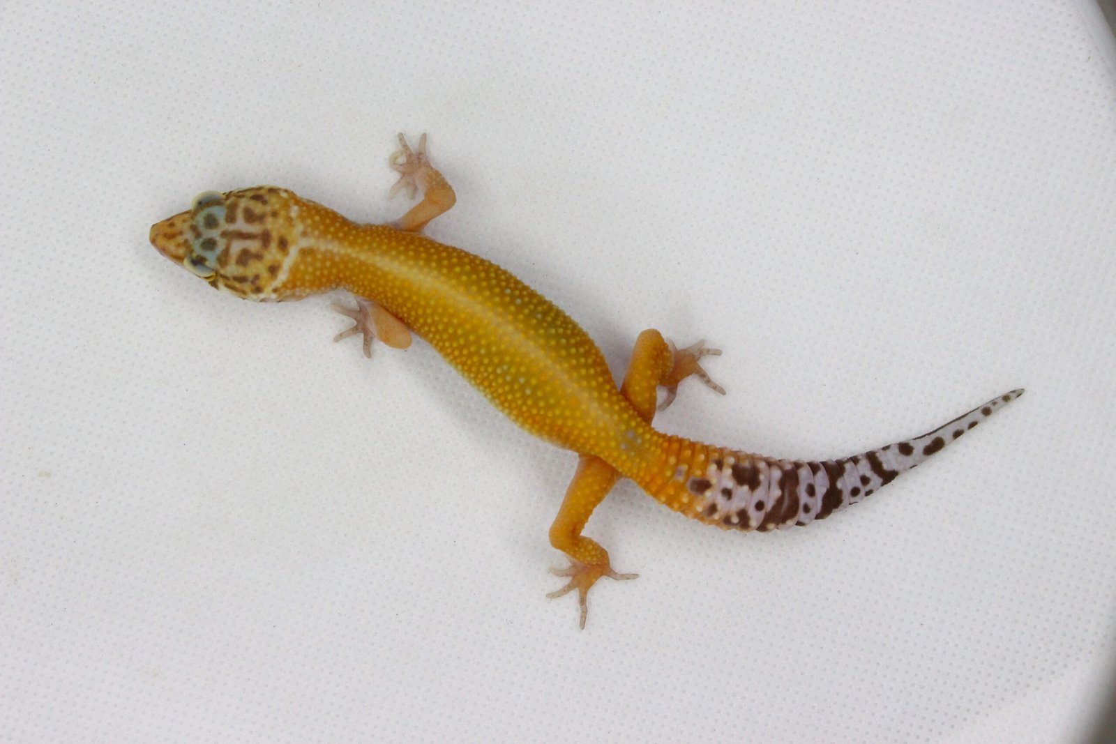 Leopard gecko (Eublepharis macularius) – Macho – Id 900263003574256 - Image 2
