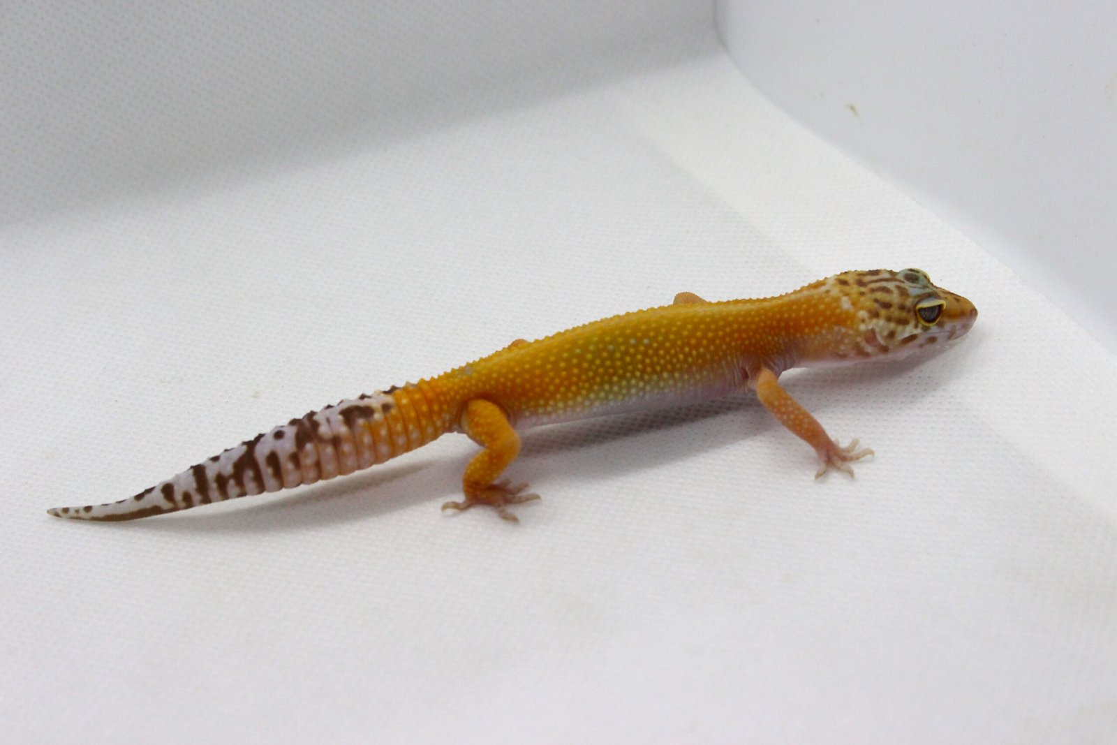 Leopard gecko (Eublepharis macularius) – Macho – Id 900263003574256 - Image 3