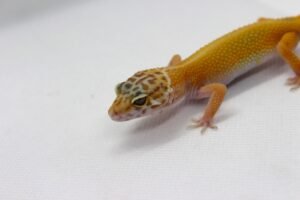 Leopard gecko (Eublepharis macularius) – Macho – Id 900263003574256