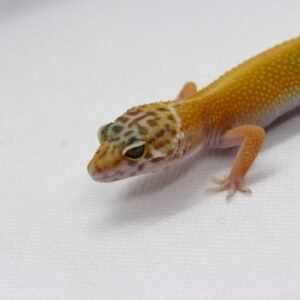 Leopard gecko (Eublepharis macularius) – Macho – Id 900263003574256