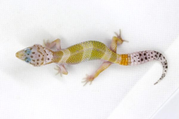 Leopard gecko (Eublepharis macularius) – Macho – Id 900263003574258 - Image 3