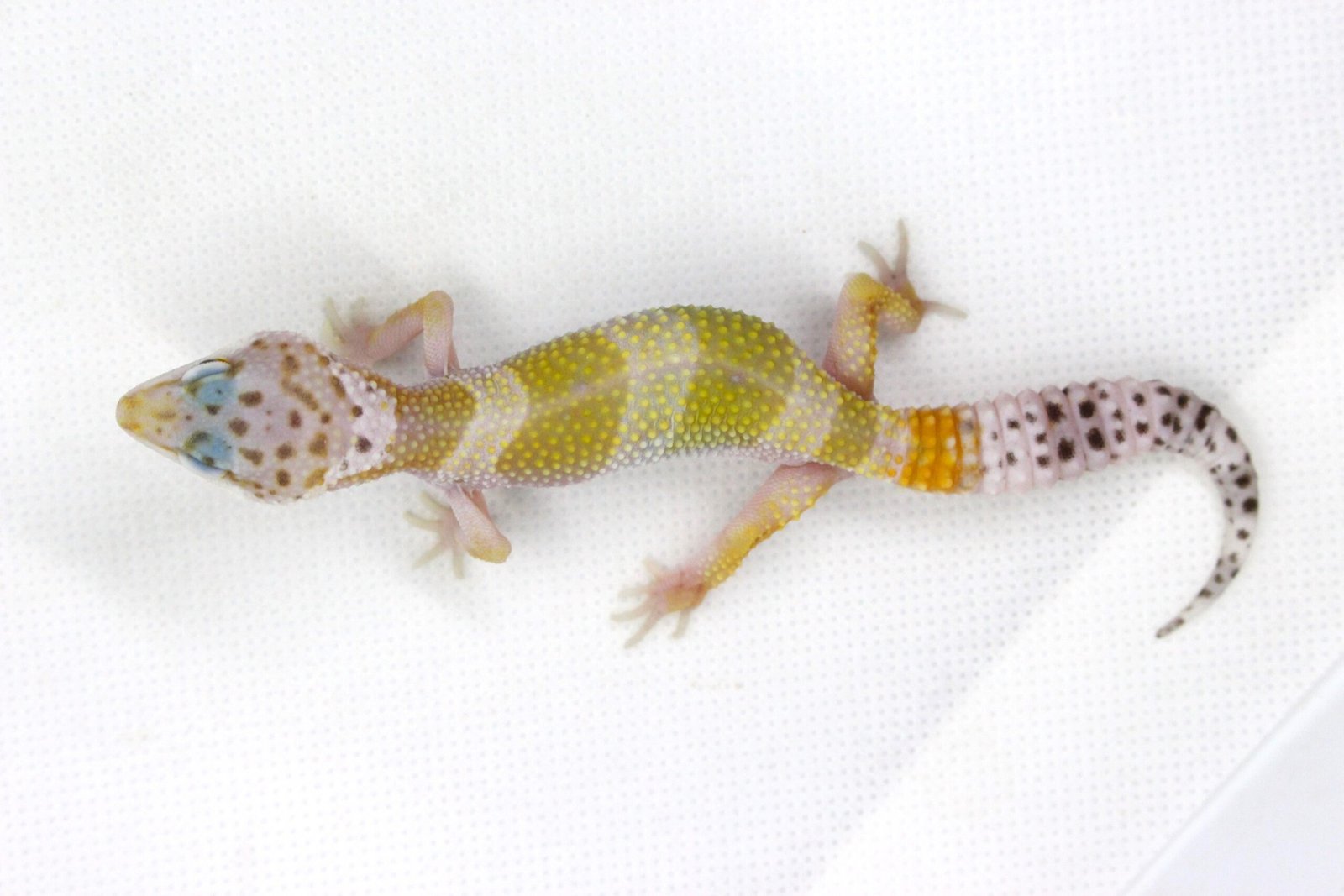 Leopard gecko (Eublepharis macularius) – Macho – Id 900263003574258 - Image 3