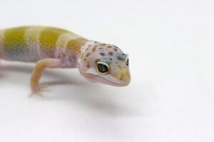 Leopard gecko (Eublepharis macularius) – Macho – Id 900263003574258