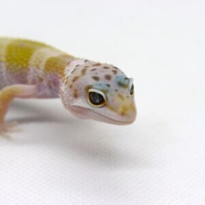 Leopard gecko (Eublepharis macularius) – Macho – Id 900263003574258