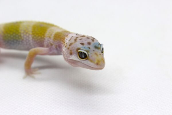 Leopard gecko (Eublepharis macularius) – Macho – Id 900263003574258